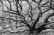 Tour of Trees