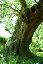 Live Oak Legacy: Part One
