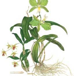 Response to Nature