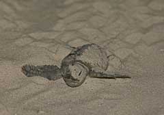 all-creatures-loggerhead
