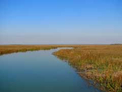 Take the Fall (Lowcountry style)