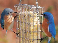 For the Birds