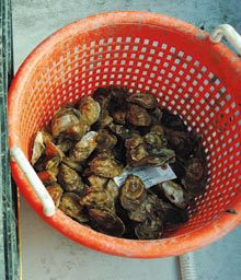 Life On The Half Shell