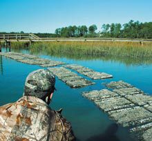 oyster-beds
