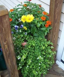 A Window Box for Margaret