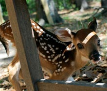 outsider-bambi