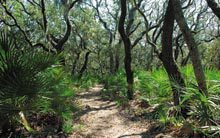cumb-maritime-forest