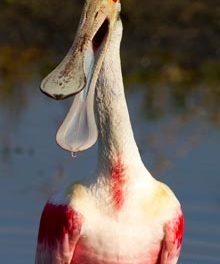 Nature Photographer to Speak at Club Meeting