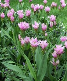 Botanical Gardens I Have Known and Loved
