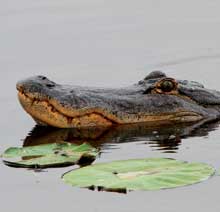 Gator-head-Lilypad
