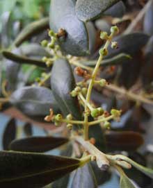Garden of Earthly Delights… and more