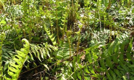 Ferns and Mosses Keep Their Cool