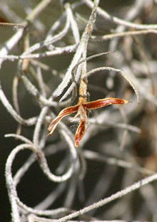 garden-Spanish-moss-seed