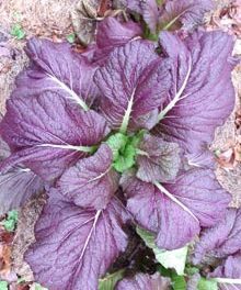 Winter Vegetables, Time to Plant