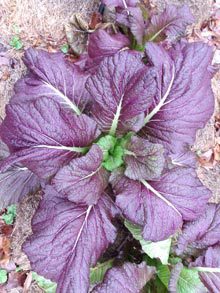 Winter Vegetables, Time to Plant
