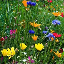 The Rites of Spring: It Blows
