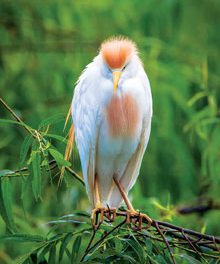Beholding Nature