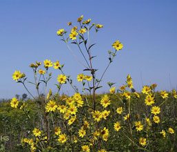 They Call It Mellow Yellow