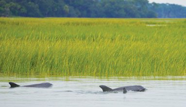 fall-Dolphins-in-the-Marsh