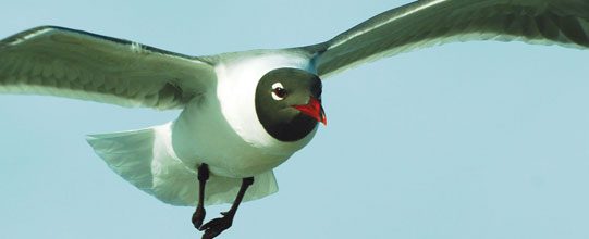 fall-Gull-on-the-Wing