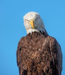 Just Birds: Photography by Edith Wood