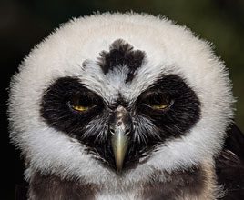 just-birds-Spectacled-Owl