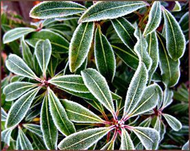 Icy-Hot: The Sore Gardener