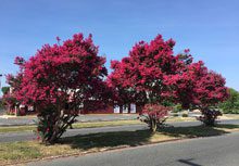 garden Crape Myrtles