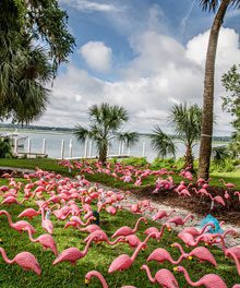 Pledge The Pink Seeks Professional (Volunteer) Photographers