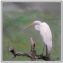 digital egret preening