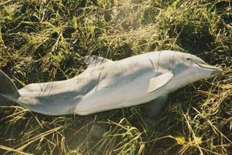 coastal bottlenose dolphin