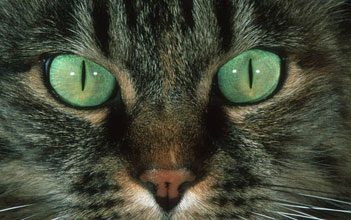 Cat’s Eyes 