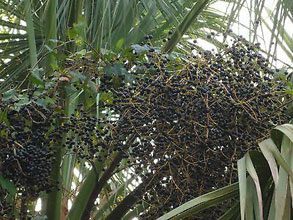 garden Palmetto seeds