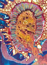 Amie Esslinger at USCB’s Sea Islands Center Gallery