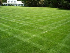 garden big lawn