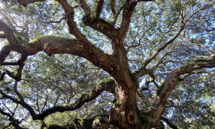Anonymous Donors on Dataw “Gift” Oak Island to DIOA  