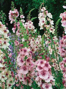 garden 2 Verbascum Southern Charm