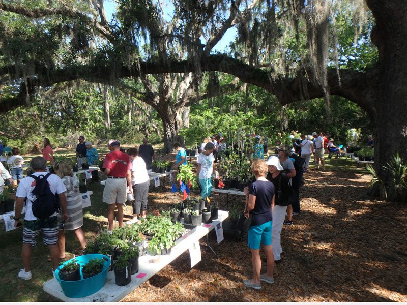 Native Plant Sale at Coastal Discovery Museum