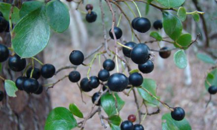 Native Plants – Better for a Reason