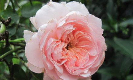 A Rose is a Rose is a Rose