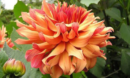 Beware of the Dahlia Bug