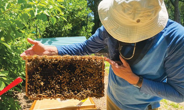 Getting Into Beekeeping
