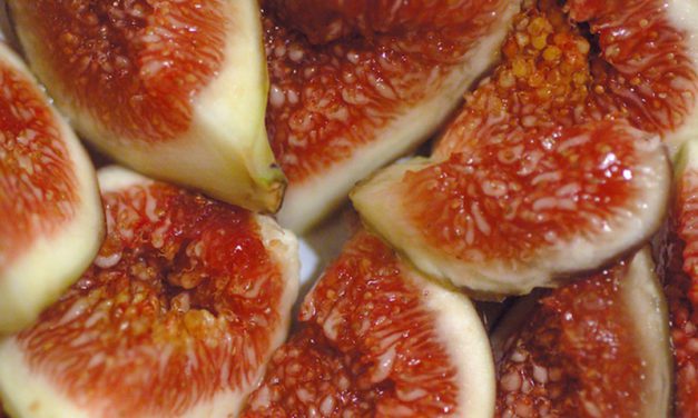 It’s Fig Season!