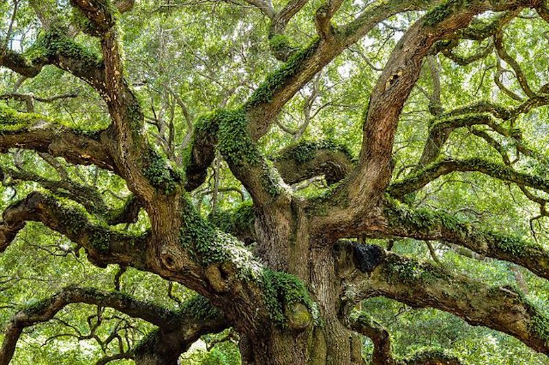 Learning about Live Oaks