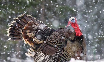 Thanksgiving in January?