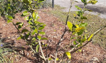 The Resilience and Recovery of Mr. Lemon