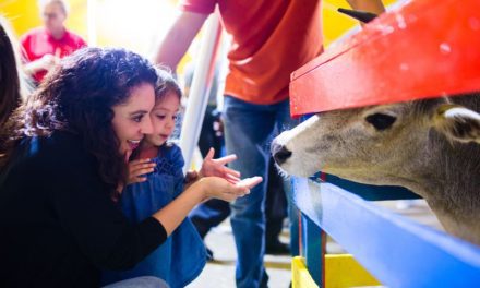 SC State Fair Accepting Entries