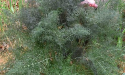 Parsley Family Apiaceae: Savory, Beautiful, and Deadly