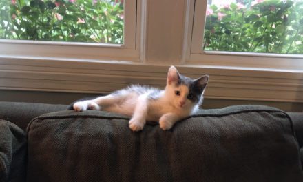 Kitten Smitten