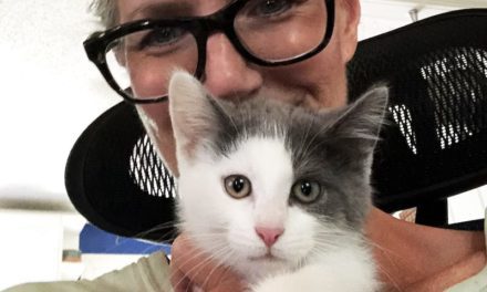 Bid for PAL, Rescue Animals!